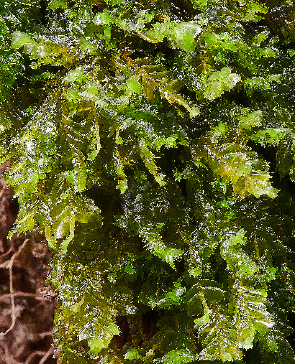 Wales1Plagiochilaspinulosa120921-1