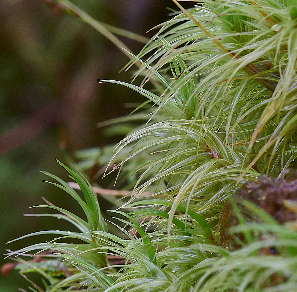 Wales2Moss10130921-1