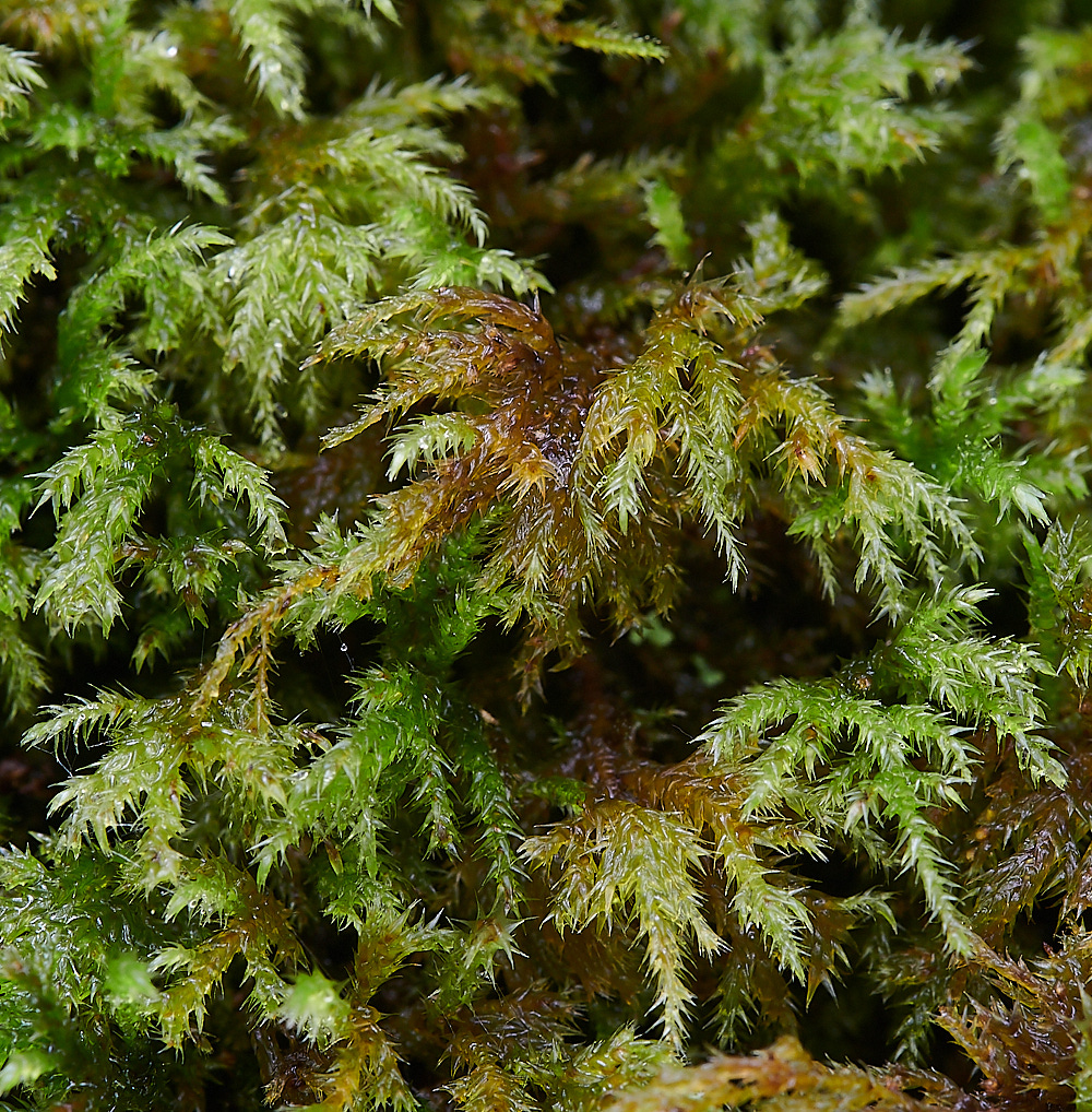 Wales2Moss6130921-1