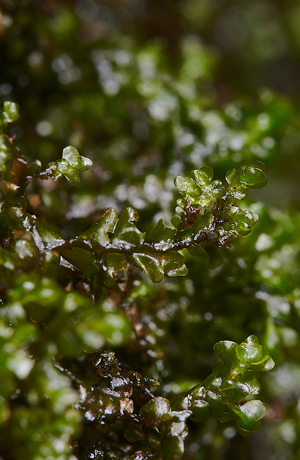 Wales2Porellapinnata130921-3