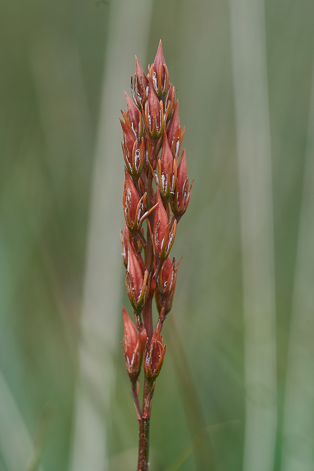 Wales3BogAsphodelSeedHead140921-1