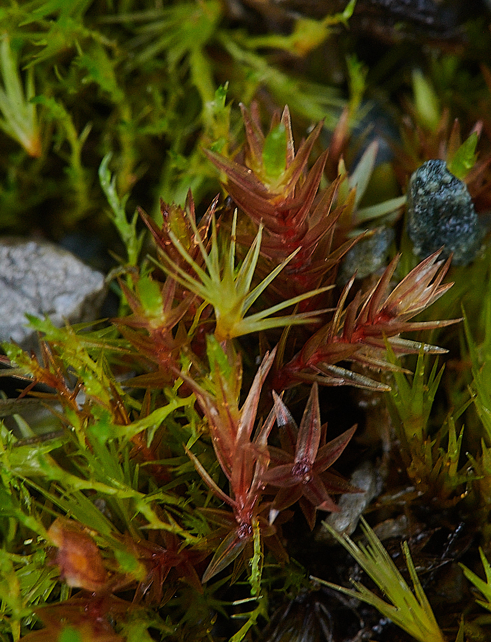 Wales3Bryumalpinum140921-1