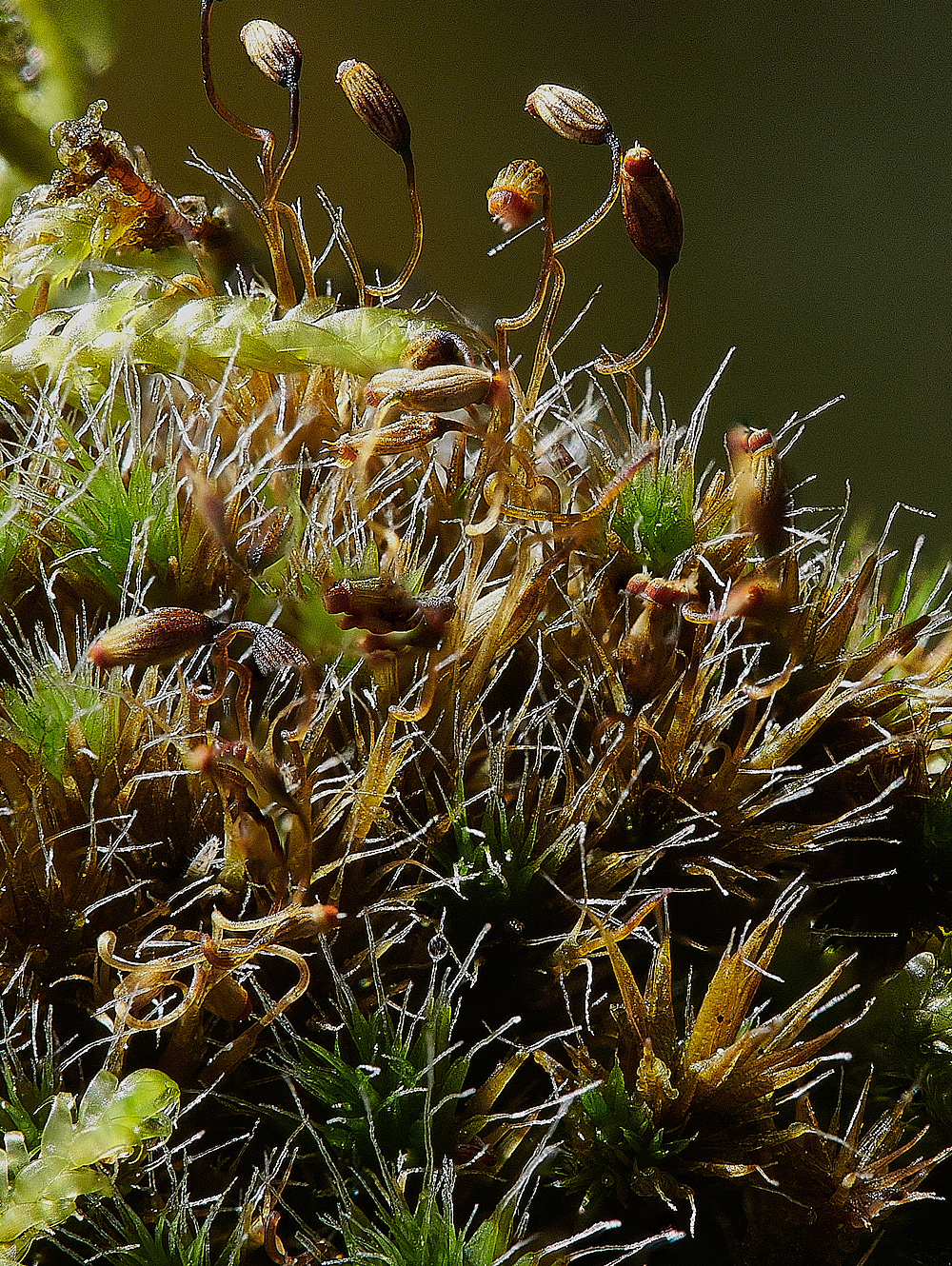 Wales3Campyllopusintroflexus140921-1