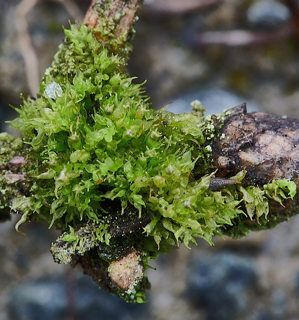 Wales3Coluracalyptrifolia140921-1