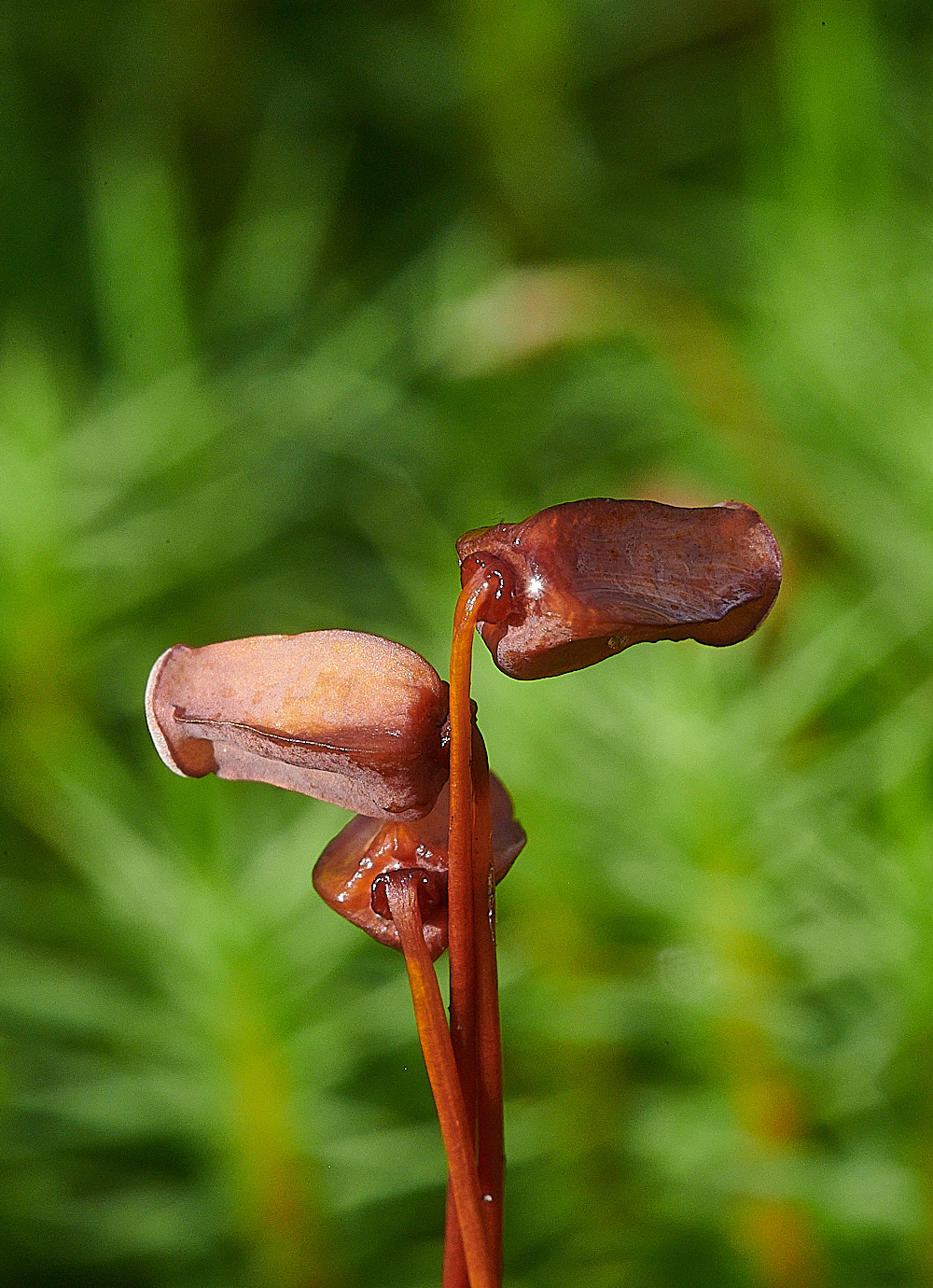 Wales3Polytrichumcommune140921-1