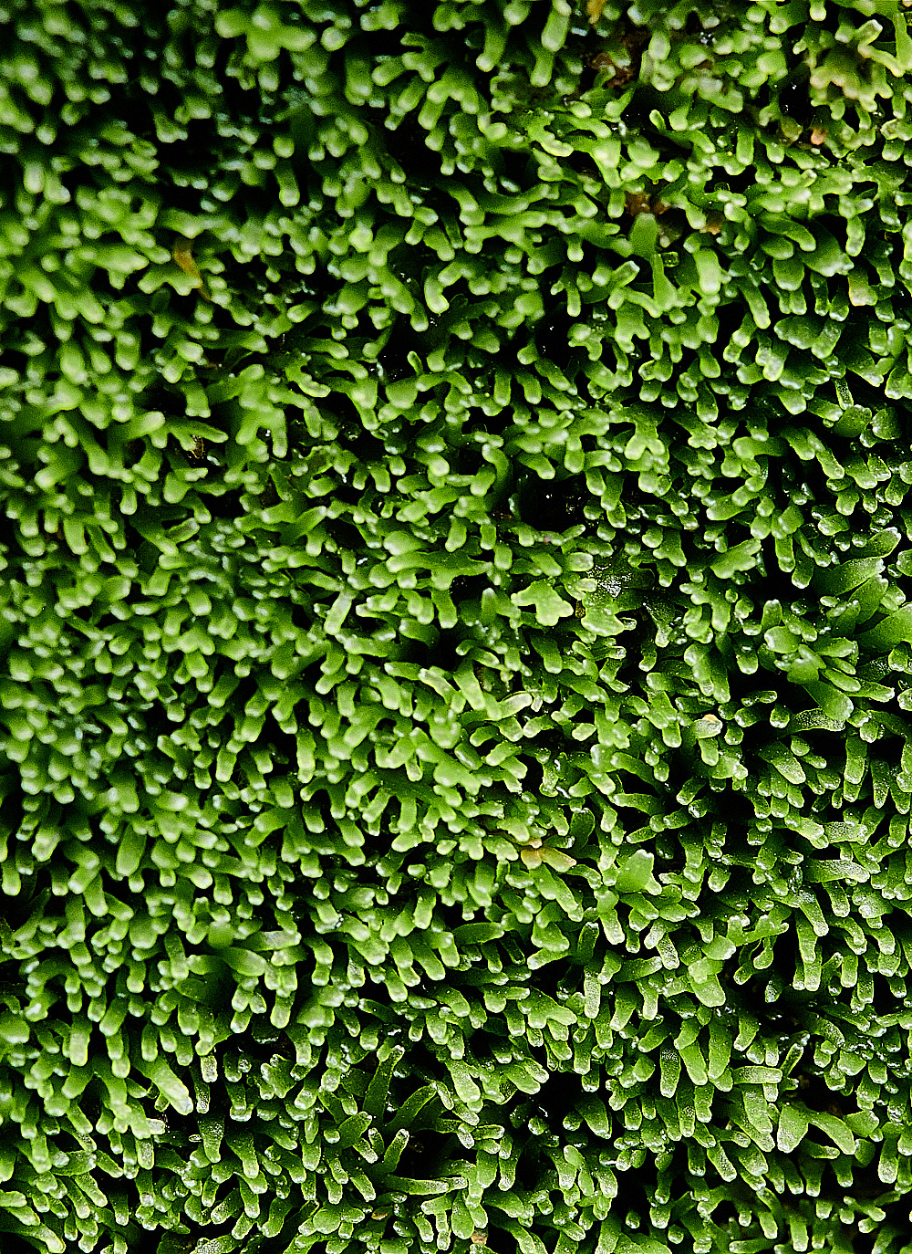 Wales4aLiverwort1150921-1