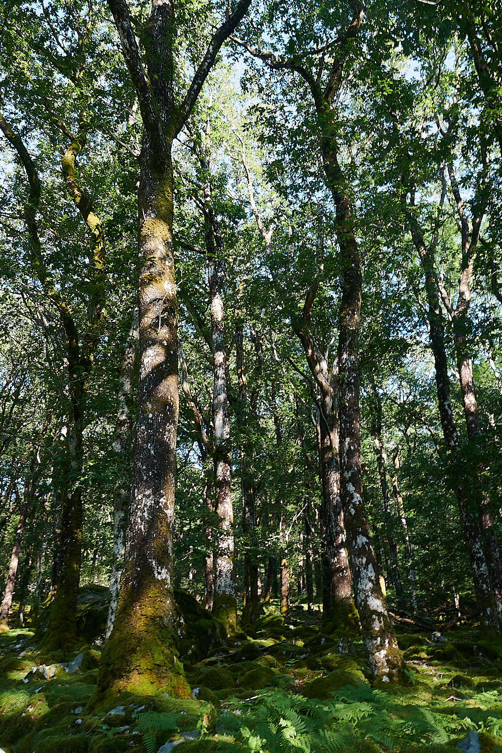 Wales4Landscape140921-3