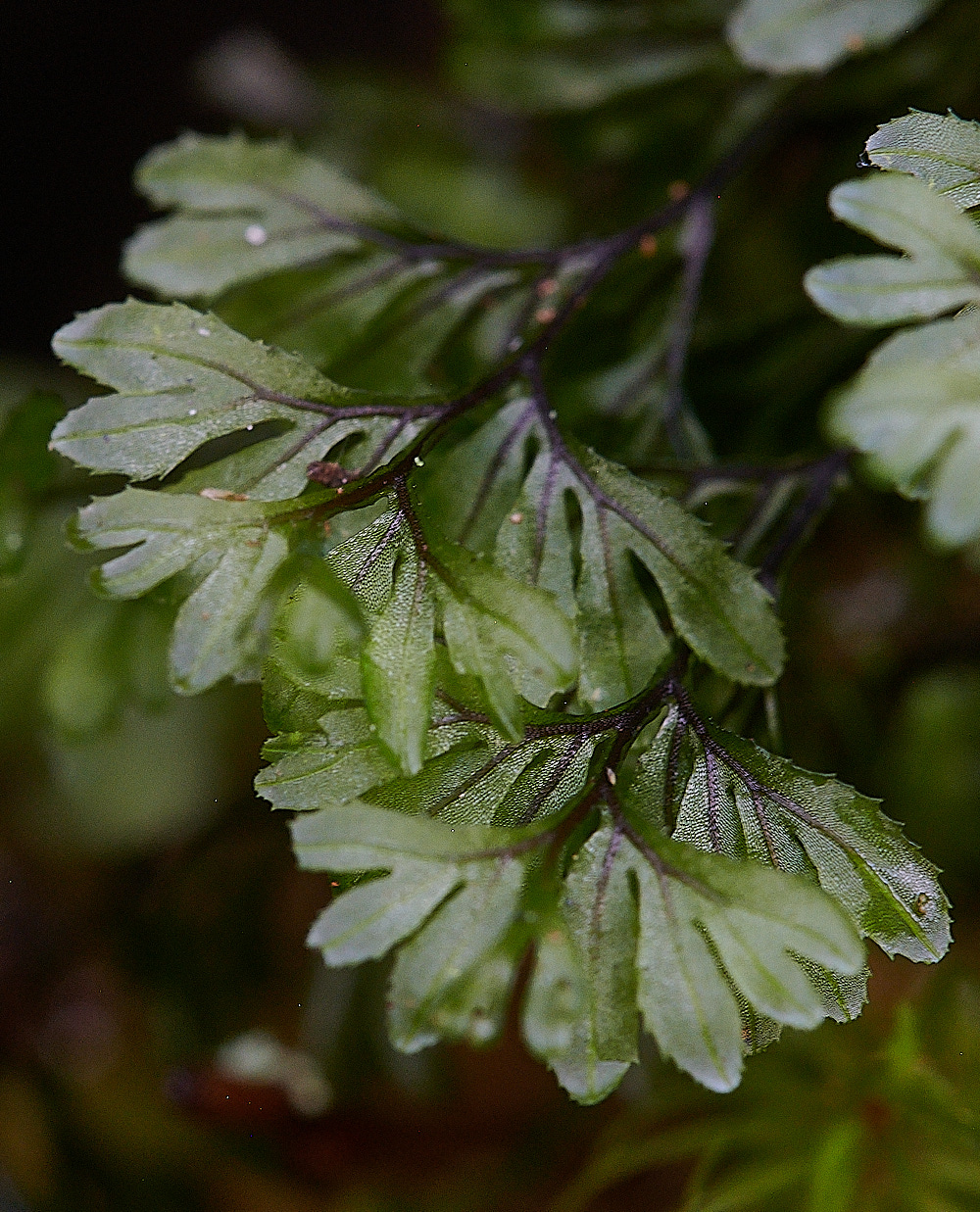 Wales5FilmyFern60921-1