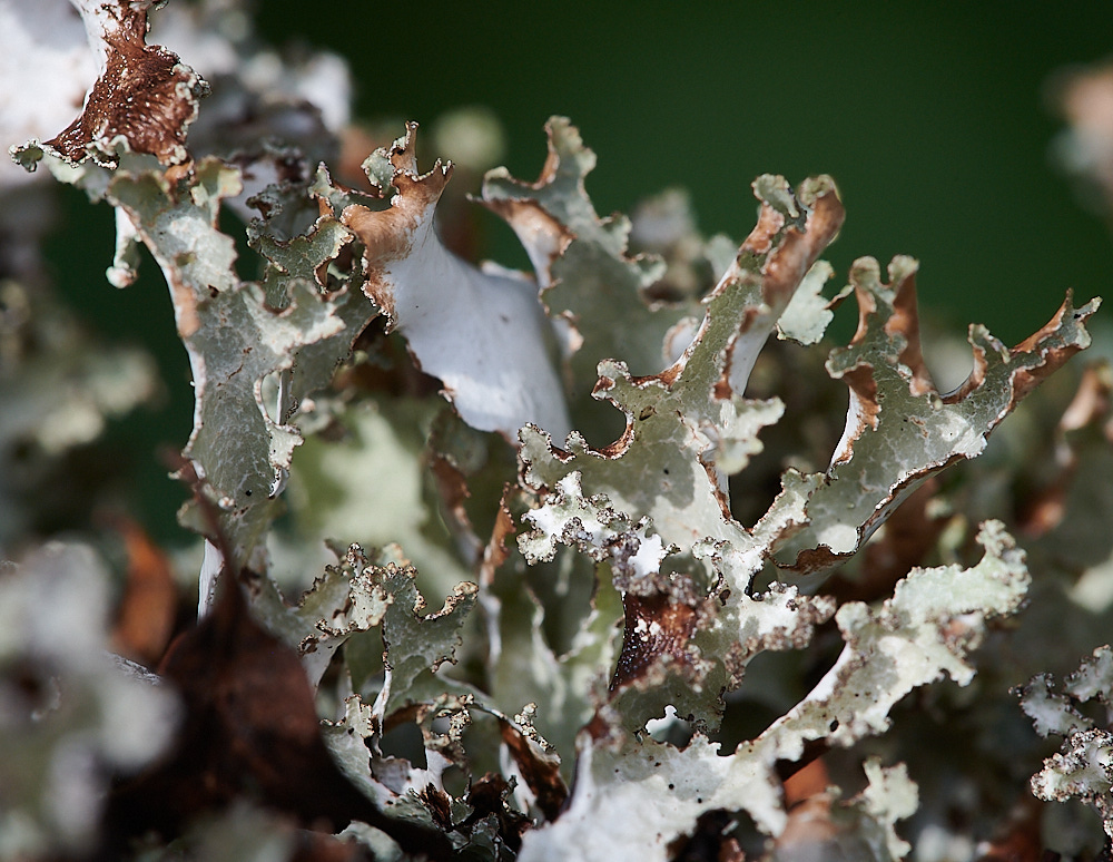 Wales5Lichen60921-1