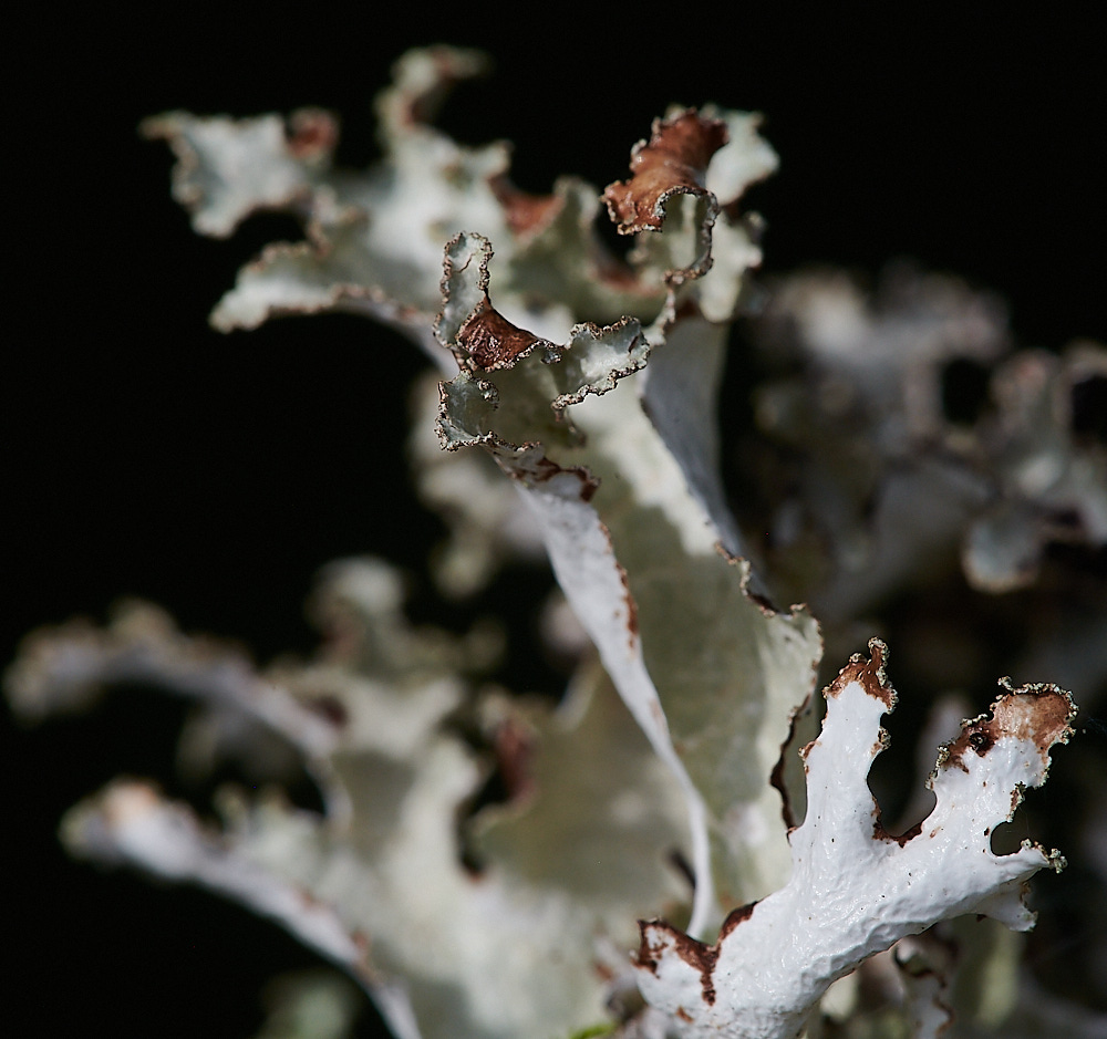 Wales5Lichen60921-2