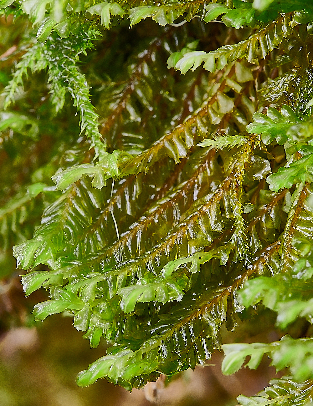 Wales5Plagiochilaspinulosa160921-1