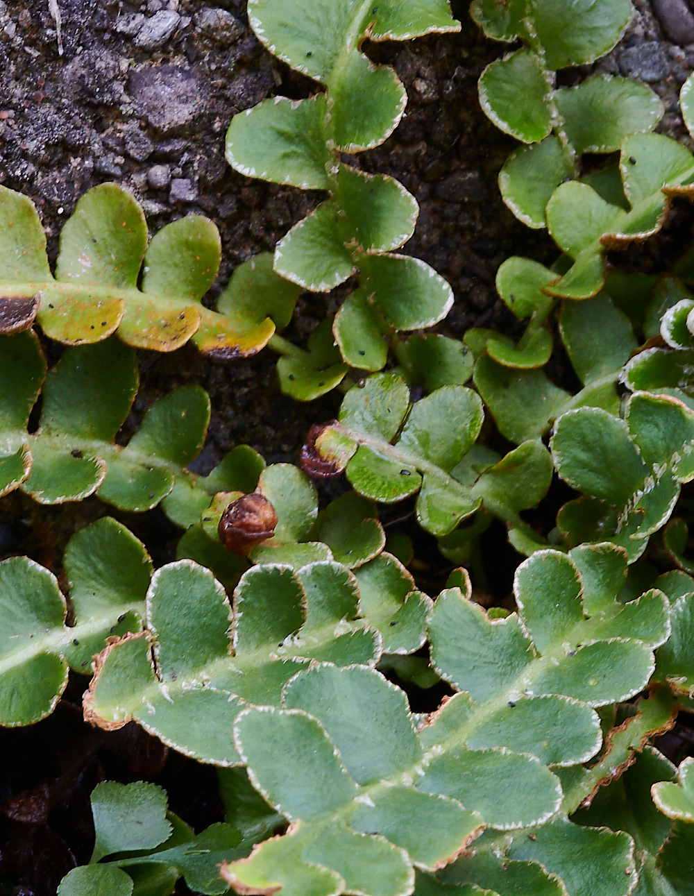 Wales5RustyBackFern160921-1