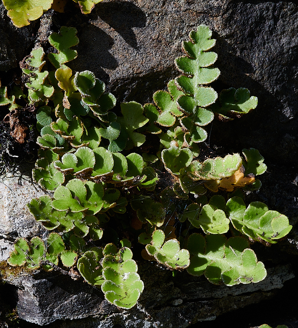 Wales5RustyBackFern160921-3