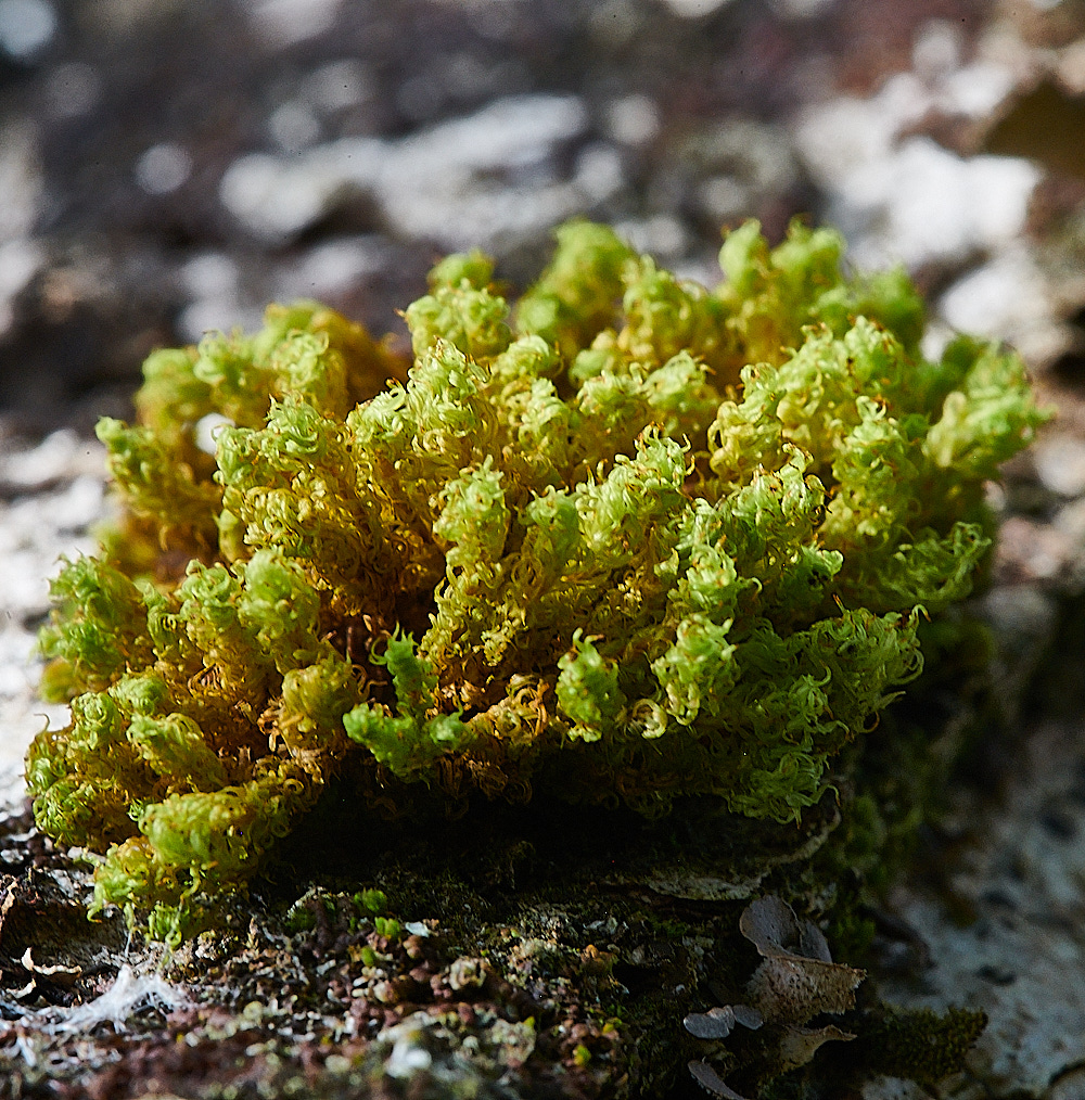 Wales5Ulotaphyllanthat160921-1