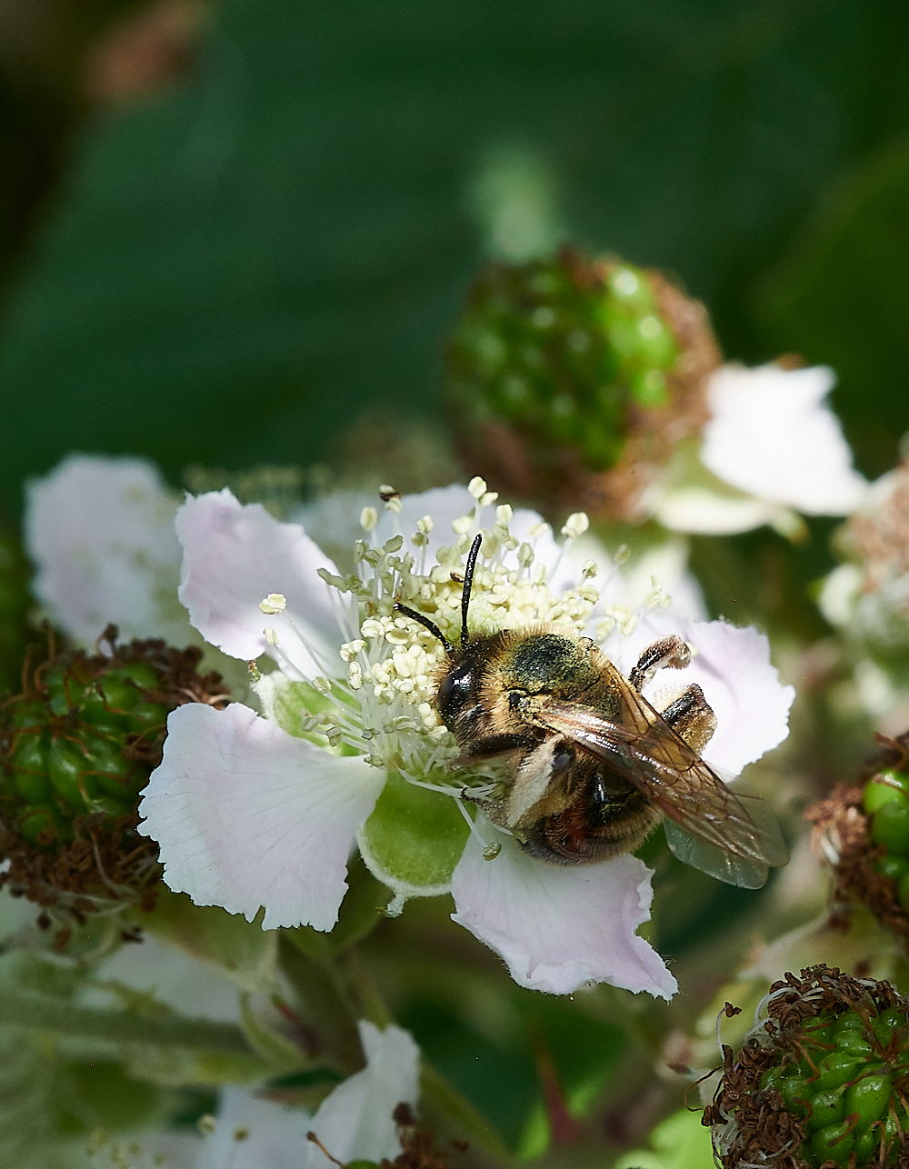 WeybourneAndrena280721-1