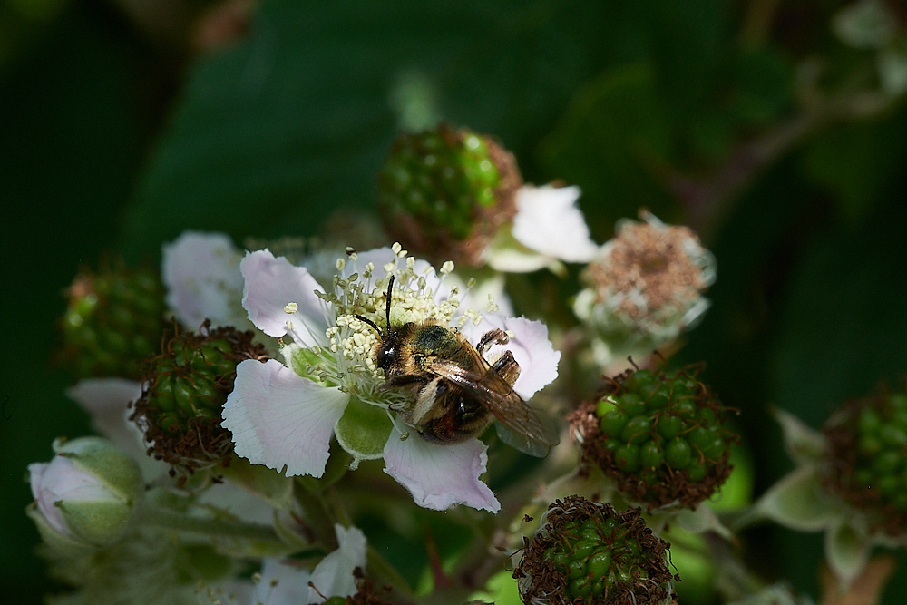 WeybourneAndrena280721-2