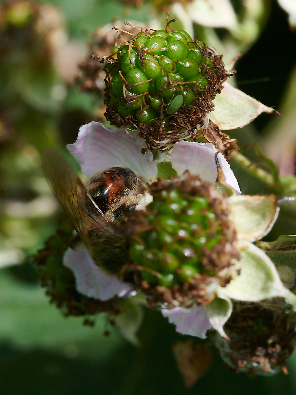 WeybourneAndrena280721-3