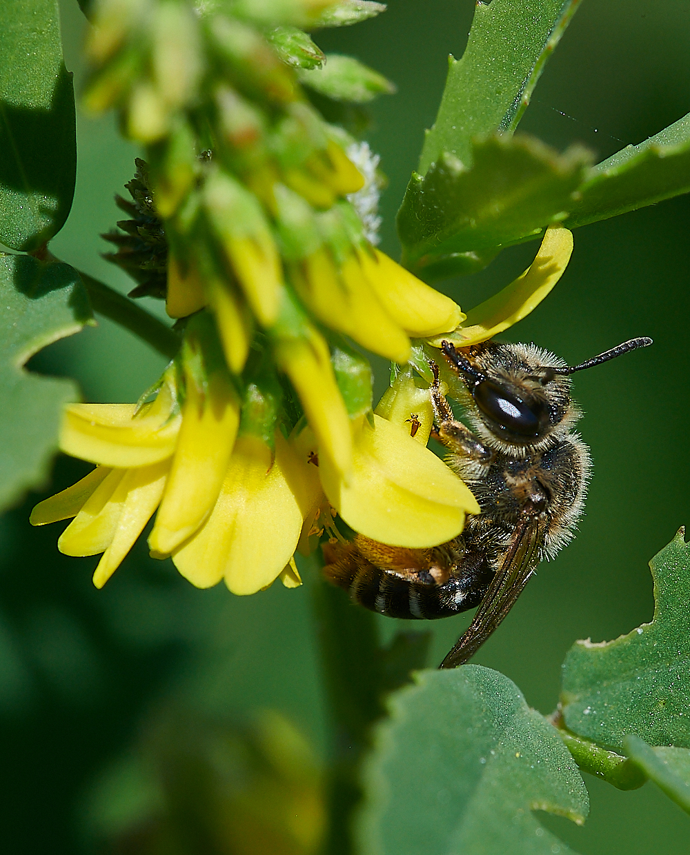 WeybourneAovulata010821-1