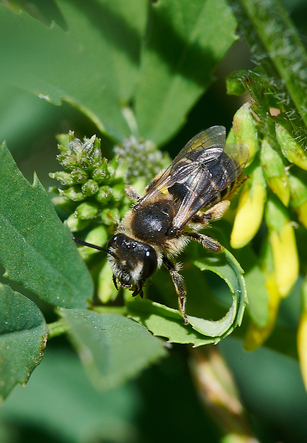 WeybourneAovulata010821-10