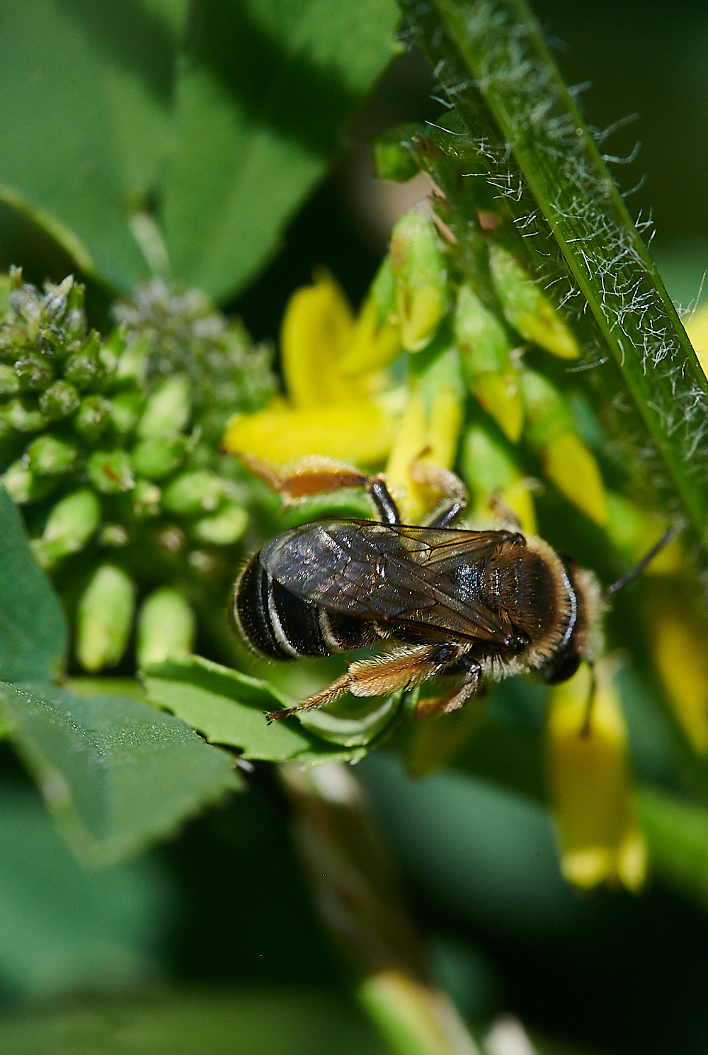 WeybourneAovulata010821-11