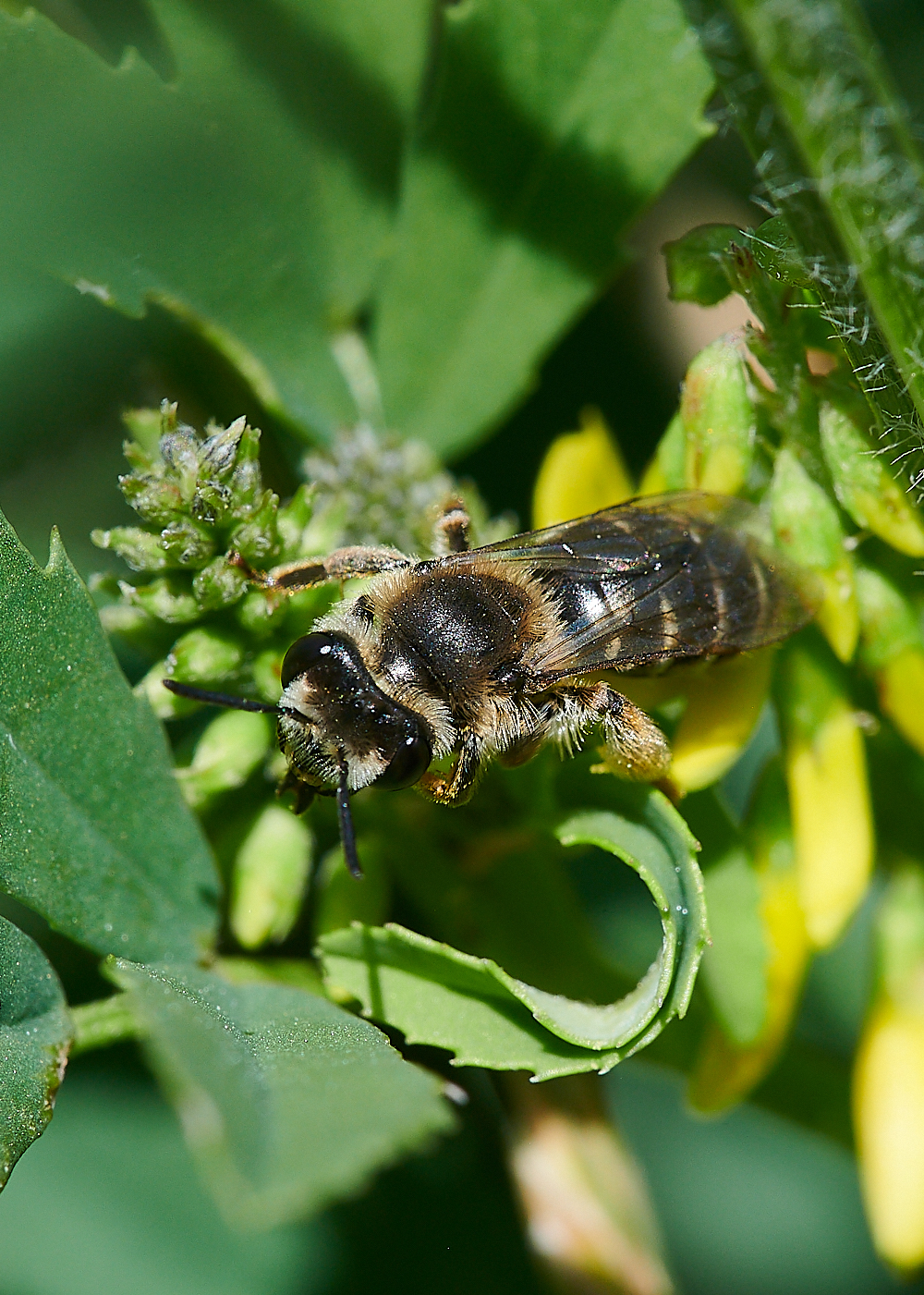 WeybourneAovulata010821-2