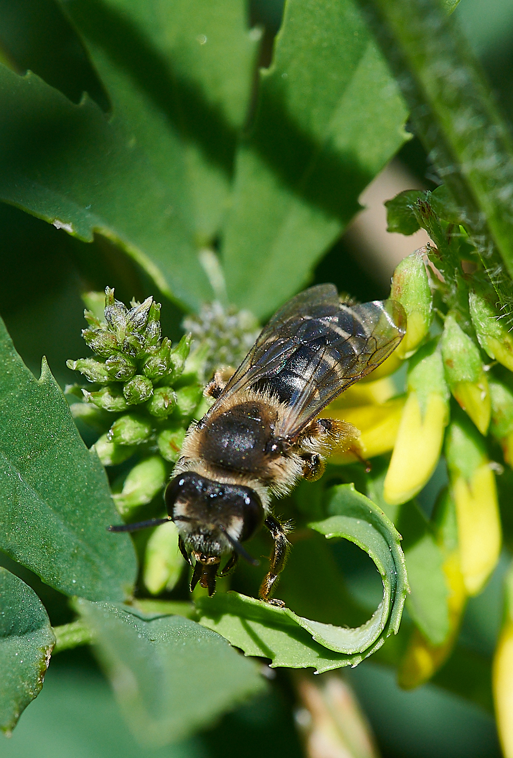 WeybourneAovulata010821-3