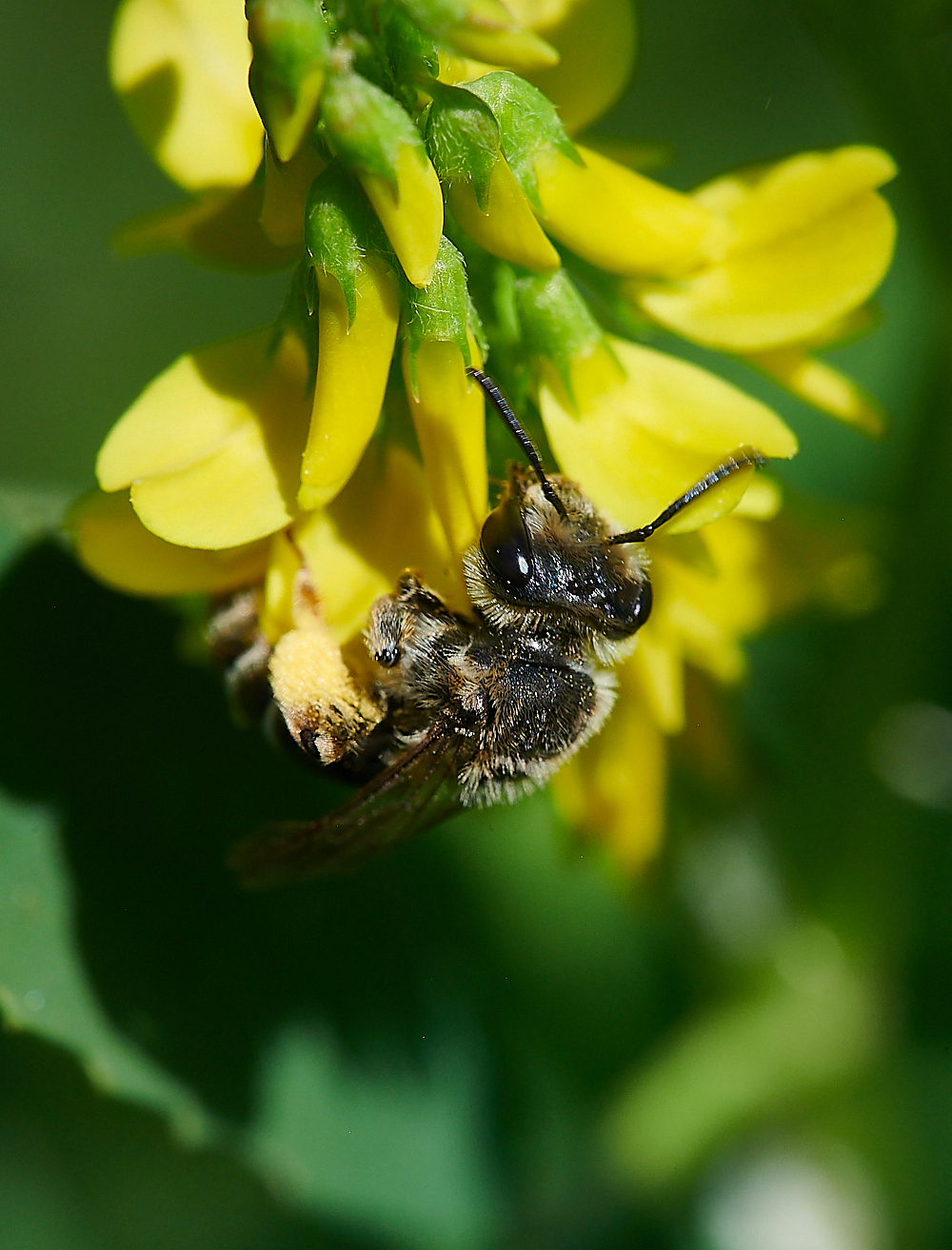 WeybourneAovulata010821-5