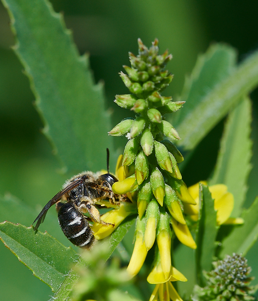 WeybourneAovulata010821-6