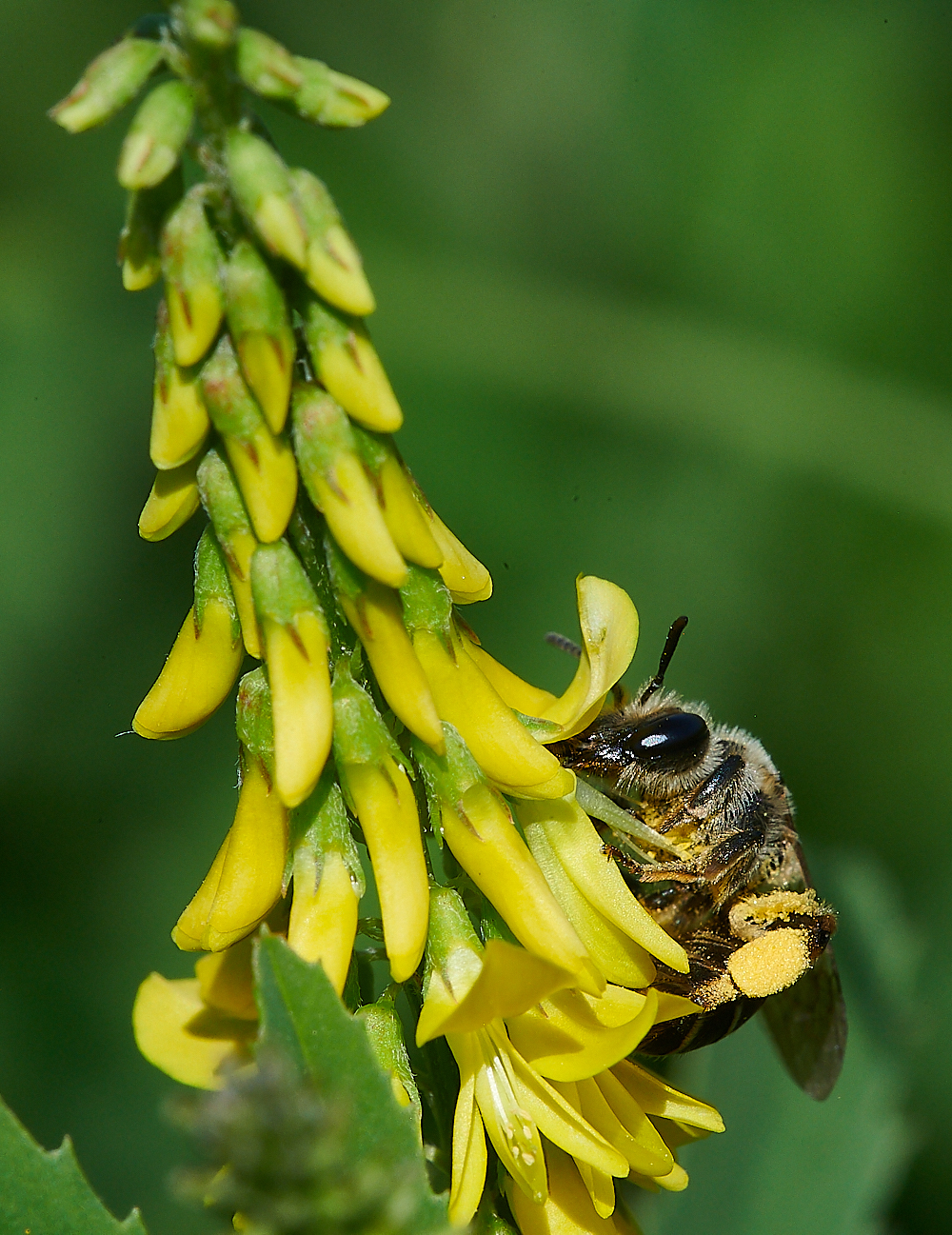 WeybourneAovulata010821-7