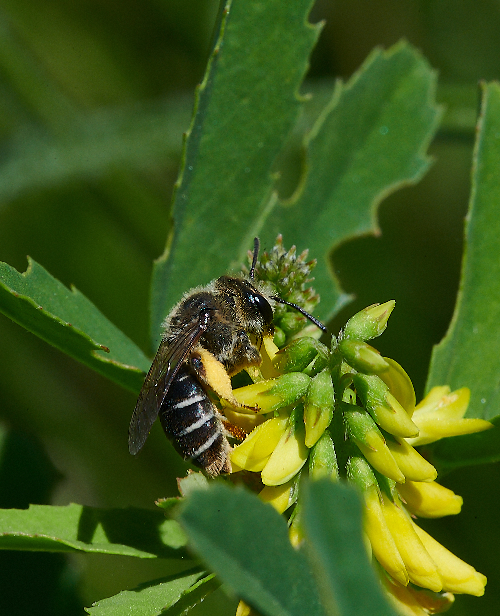 WeybourneAovulata010821-8