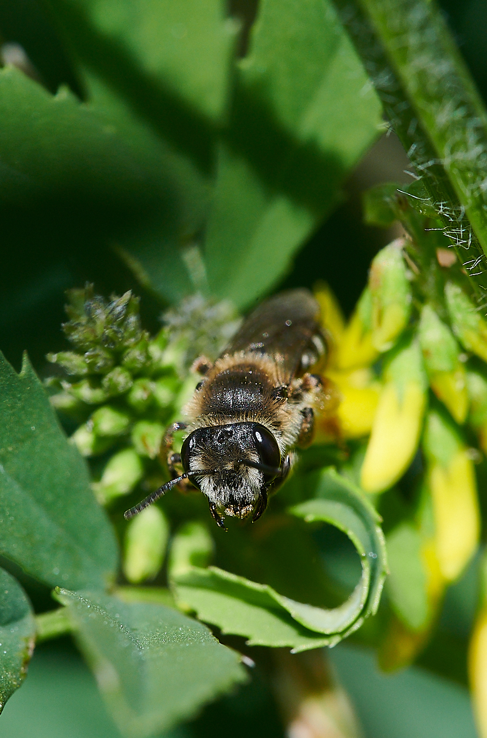 WeybourneAovulata010821-9