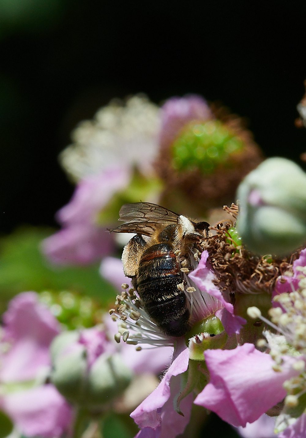 WeybourneBee210721-2