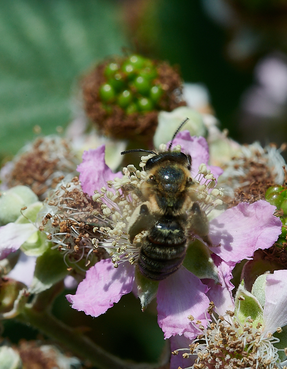 WeybourneBee210721-6