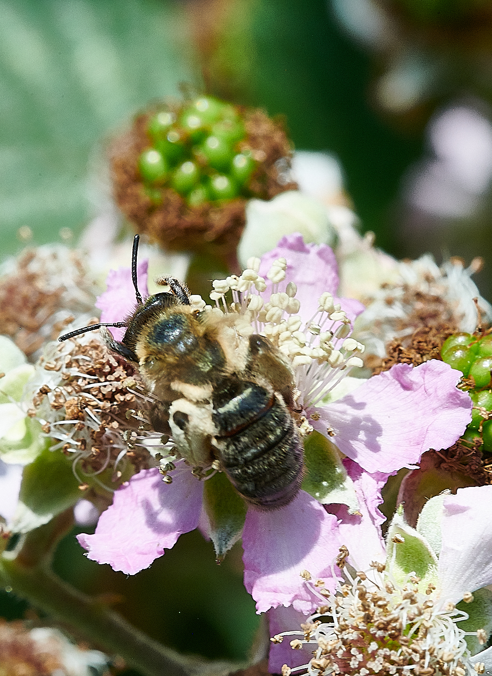 WeybourneBee210721-7