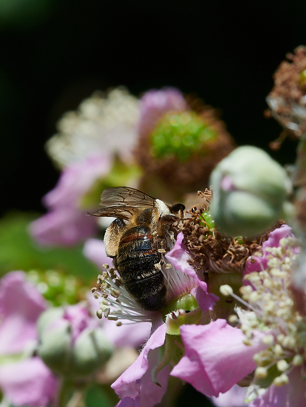 WeybourneBee210721-8