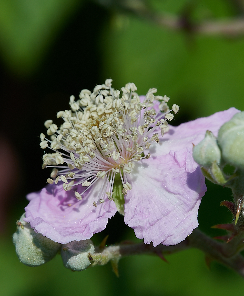 WeybourneBramble210721-1