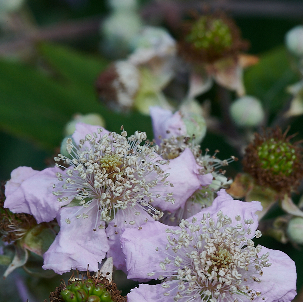 WeybourneBramble2280721-1