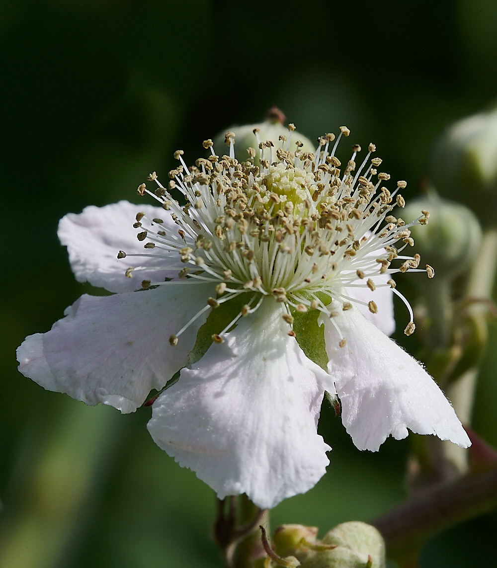 WeybourneBramble2280721-2