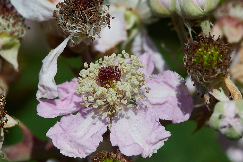 WeybourneBramble280721-2