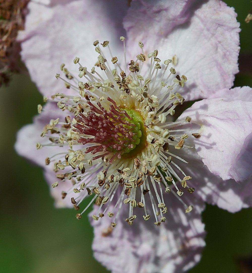 WeybourneBramble280721-3