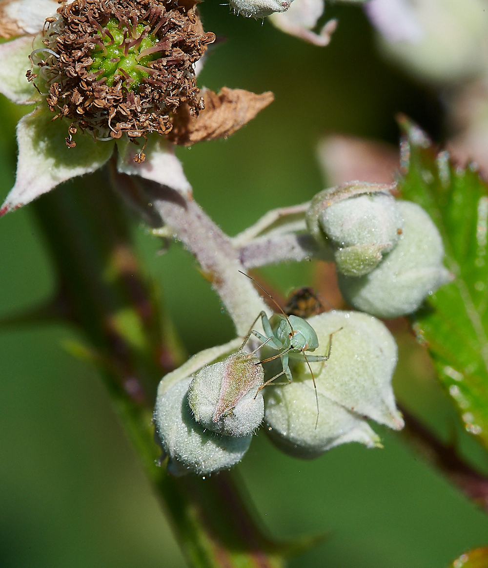 WeybourneBug210721-1