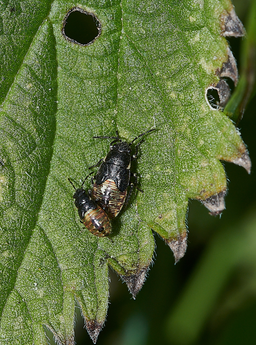 WeybourneBug270821-1