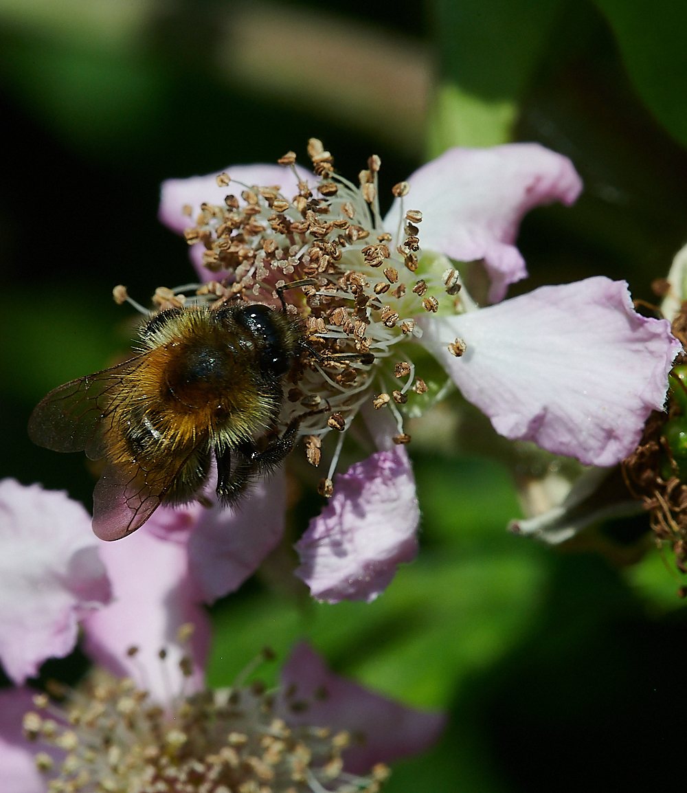 WeybourneCarder210721-2