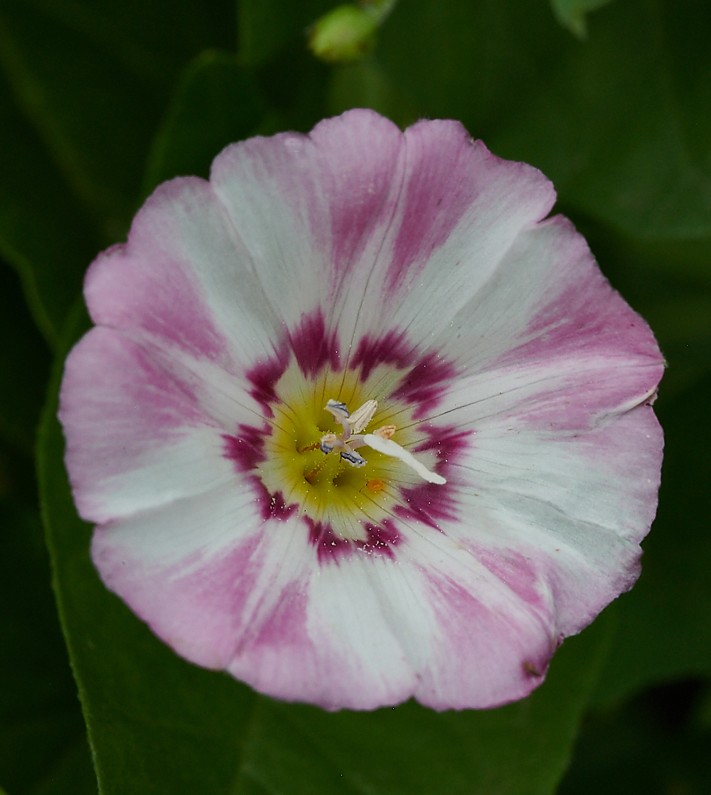 WeybourneFieldBindweed280721-1