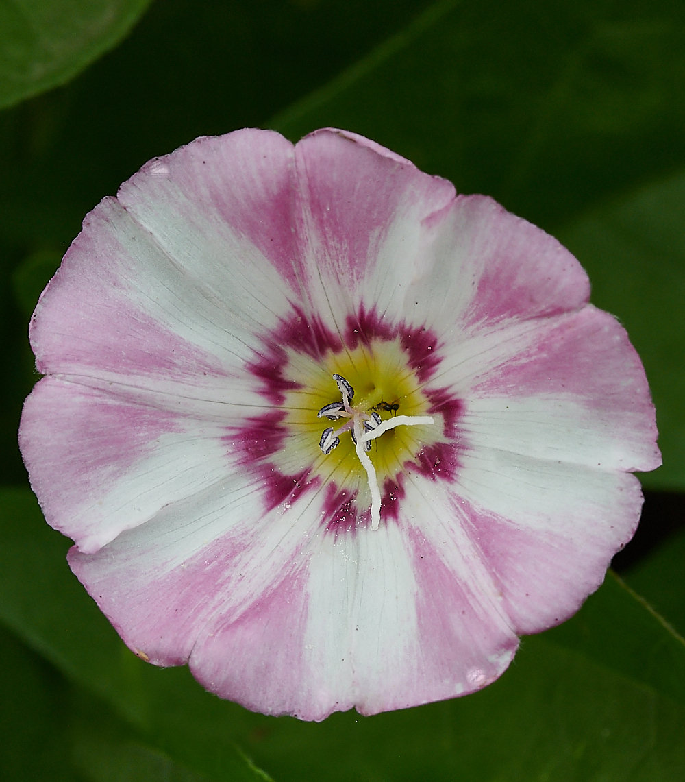 WeybourneFieldBindweed280721-2