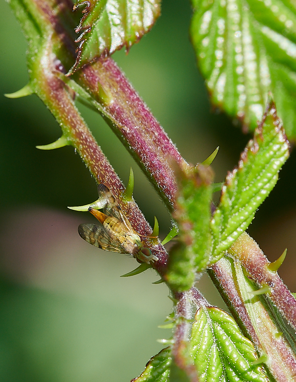 WeybourneFly210721-1