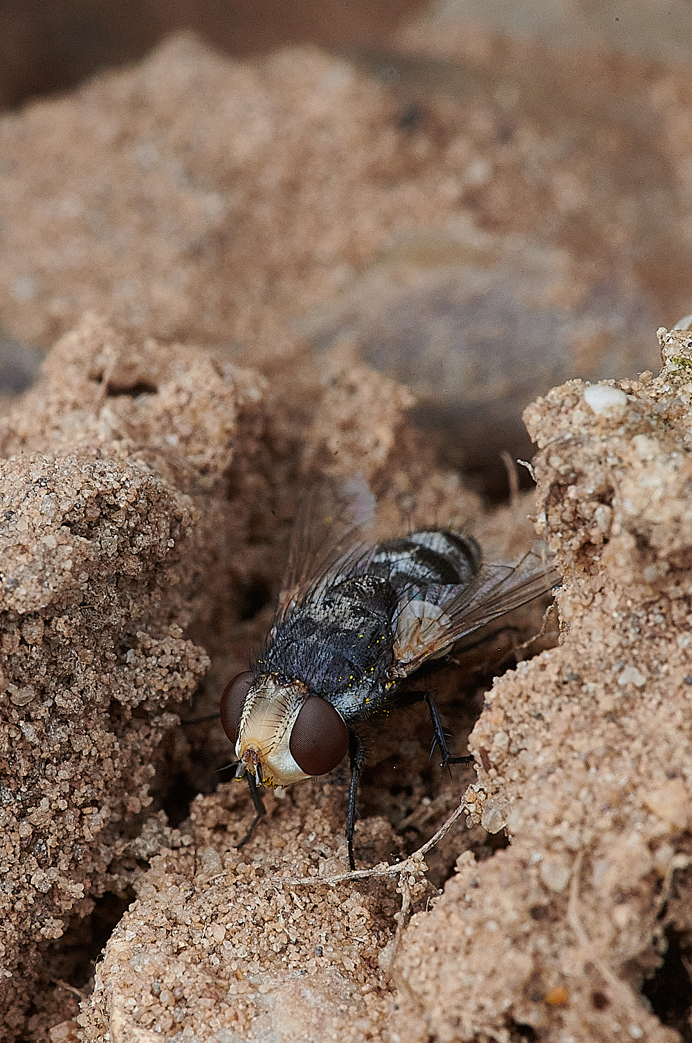 WeybourneFly310721-1