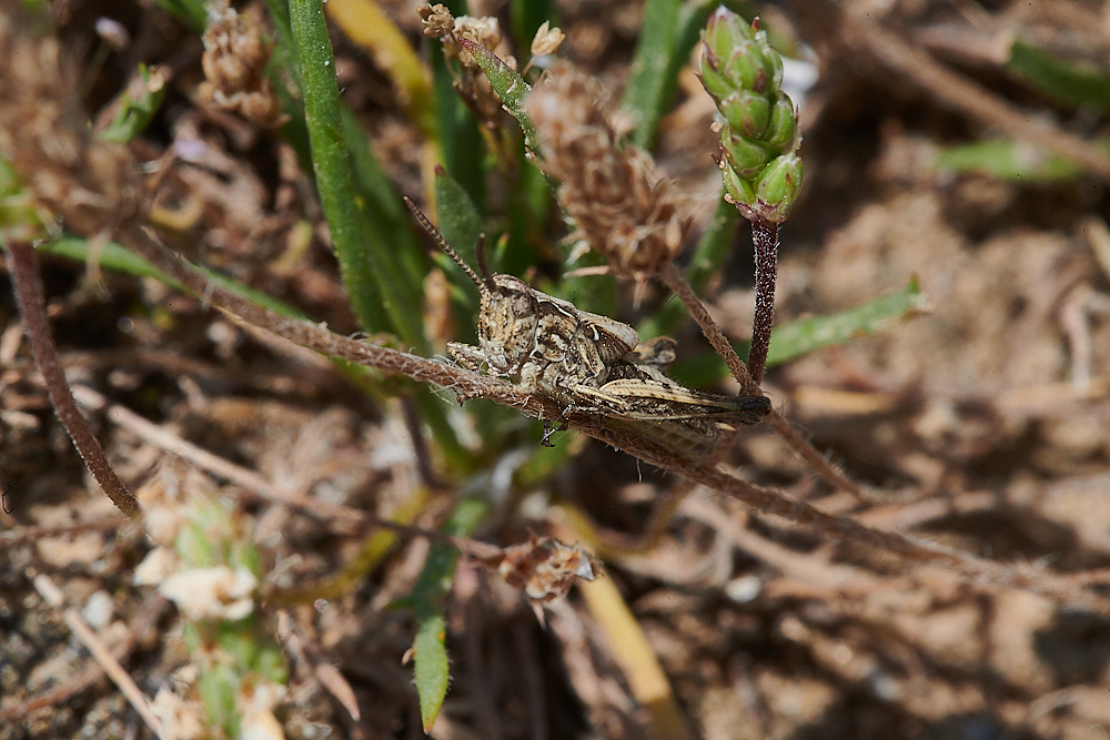 WeybourneGrasshopper210721-1