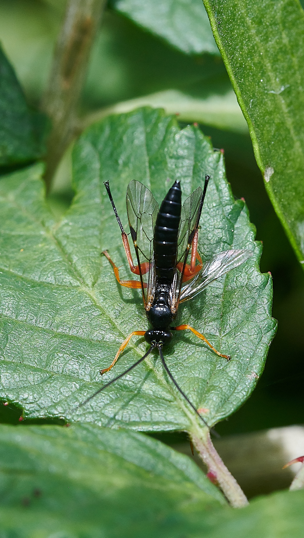 WeybourneIchneumon270821-1