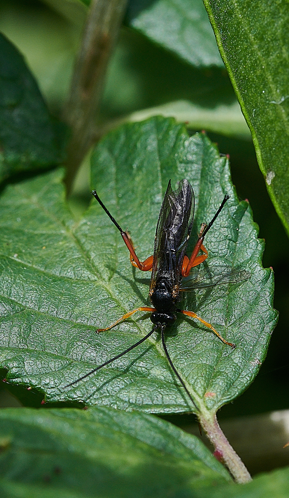 WeybourneIchneumon270821-2